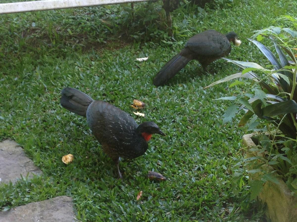 Canto Dos Passaros Nova Friburgo Eksteriør bilde